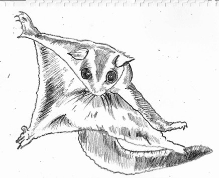 sugar glider